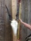 African Eland Skull Taxidermy