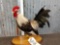 Bantam Rooster Taxidermy Mount