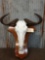 African Wildebeest Skull Taxidermy