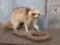 Raccoon With Crawdad Full Body Taxidermy