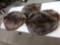 3 Soft Tanned Beaver Furs Taxidermy