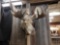 Big Moose Shoulder Mount Taxidermy