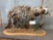 African Civet Full Body Taxidermy Mount