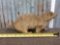 Prairie Dog Full Body Taxidermy Mount
