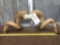 Cool Double Curl Ram Horns Taxidermy