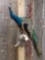 Peacock Full Body Taxidermy Mount