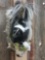 Skunk In A Den Taxidermy