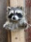 Raccoon Half Body Taxidermy Mount