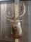 5x5 Elk Shoulder Mount Taxidermy