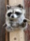 Raccoon Half Body Taxidermy Mount