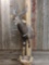 African Nyala Half Body Taxidermy Mount