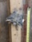 Flying Squirrel Full Body Taxidermy Mount