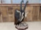 African Sable Table Top Pedestal Taxidermy