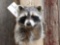 Raccoon Shoulder Mount Taxidermy
