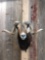 Ram Sheep Shoulder Mount Taxidermy