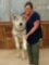 Big Alaskan Wolf Full Body Taxidermy Mount