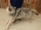 Big Alaskan Wolf Full Body Taxidermy Mount