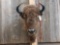 American Bison Buffalo Shoulder Mount Taxidermy