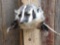 Badger Half Body Taxidermy Mount