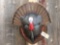 Turkey Half Body Taxidermy Mount