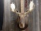 Moose Shoulder Mount Taxidermy