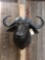 African Cape Buffalo Shoulder Mount Taxidermy