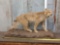 Bobcat Full Body Taxidermy Mount