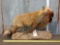 Red Fox With Pheasant Full Body Taxidermy Mount