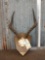 African Impala Horns On Plaque