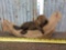 Baby Beaver Full Body Taxidermy Mount