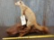 Pine Marten Full Body Taxidermy Mount