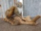 Pine Squirrel Full Body Taxidermy Mount