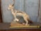 African Black Back Jackal Full Body Taxidermy