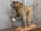 Chacma Baboon Full Body Taxidermy Mount