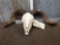 Ram Sheep Skull Taxidermy