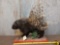 African Porcupine Full Body Taxidermy