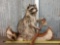 Raccoon In Birch Bark Canoe Taxidermy