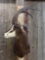 African Sable Shoulder Mount Taxidermy