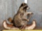 Raccoon In A Birch Bark Canoe Taxidermy