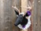 Black Whitetail Deer Shoulder Mount Taxidermy