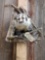 Badger In A Den Taxidermy Mount