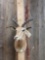 African Impala Shoulder Mount Taxidermy