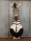 Zebra Pedestal Taxidermy Mount