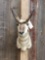 Pronghorn Antelope Shoulder Mount Taxidermy