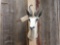 African Springbok Shoulder Mount Taxidermy