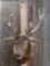 6x6 Elk Shoulder Mount Taxidermy