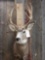 4x4 Mule Deer Shoulder Mount Taxidermy