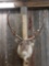 Nice Caribou Shoulder Mount Taxidermy