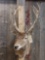 Red Stag Shoulder Mount Taxidermy
