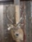 Red Stag Shoulder Mount Taxidermy